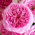 Millicent Garden Rose, wholesale pink garden roses