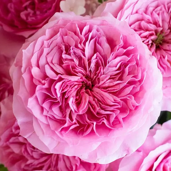 Millicent Garden Rose, wholesale pink garden roses