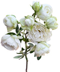 Princess Shiro Spr Garden Rose, wholesale white garden roses