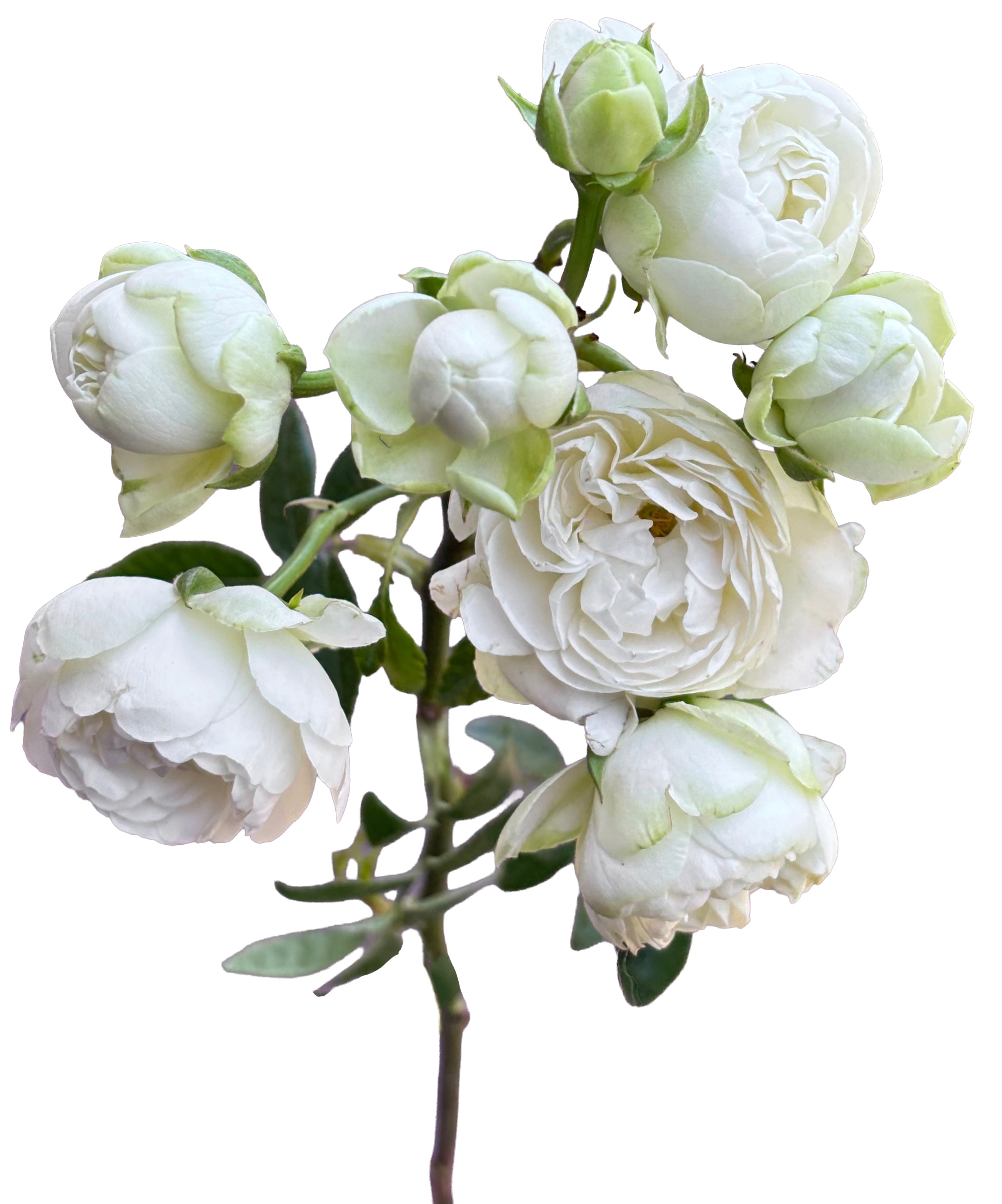 Princess Shiro Spr Garden Rose, wholesale white garden roses