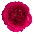 Hettie Garden Rose, wholesale pink garden roses