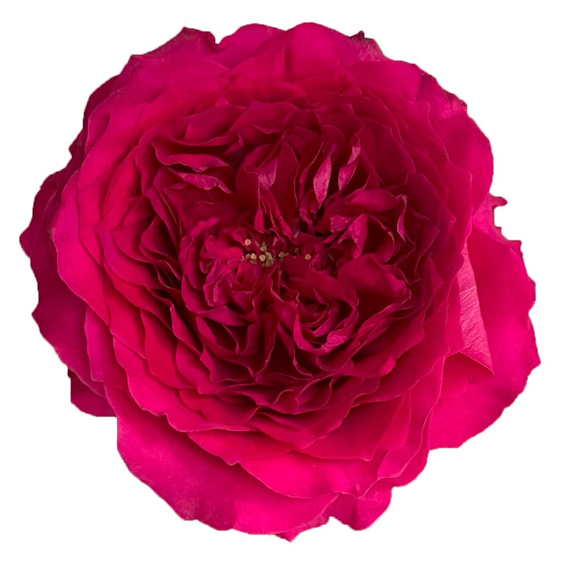 Hettie Garden Rose, wholesale pink garden roses