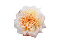 Issei Garden Rose, wholesale yellow garden roses