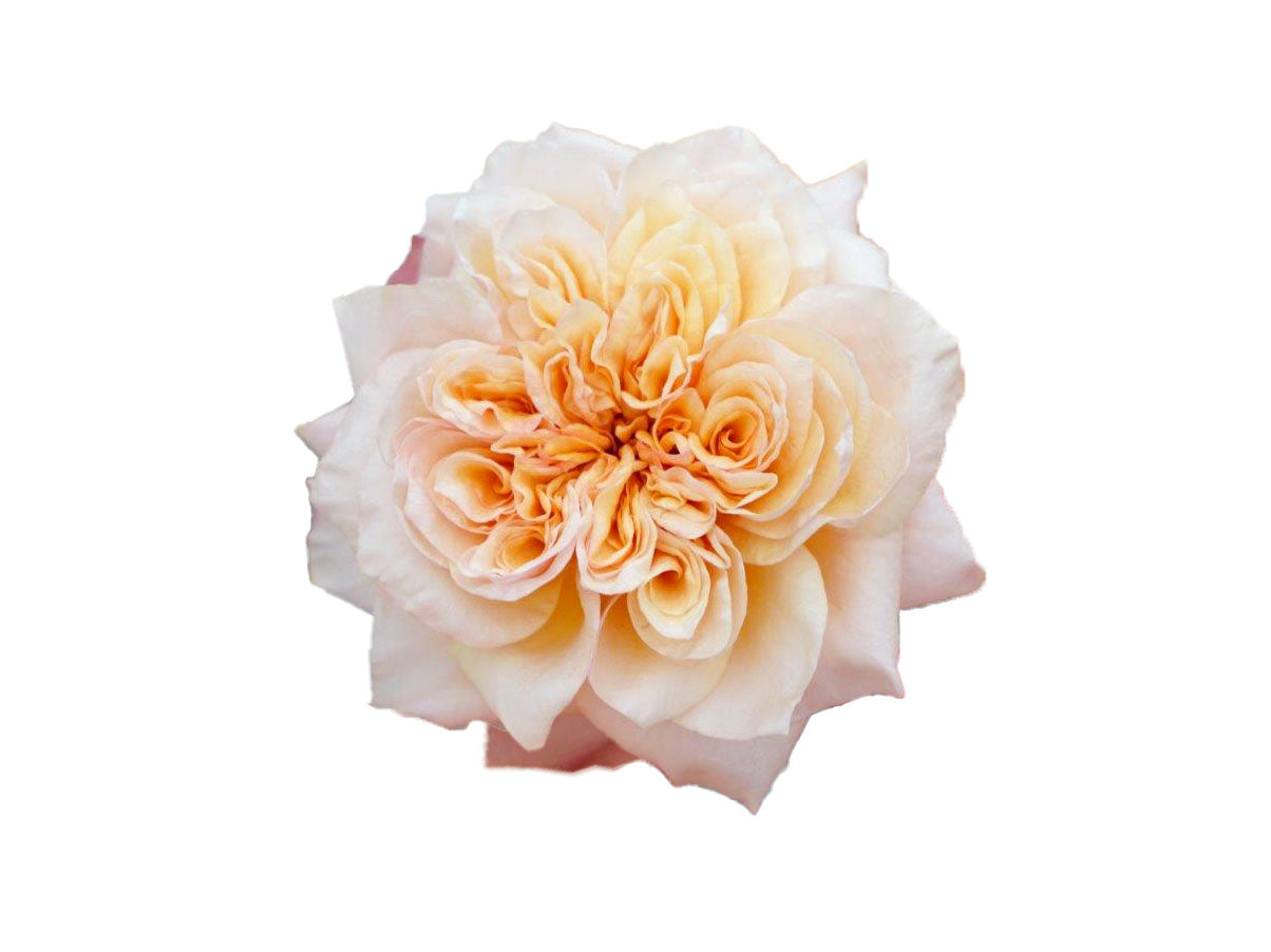 Issei Garden Rose, wholesale yellow garden roses