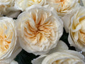 Bessie Garden Rose, wholesale cream garden roses