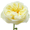 Antonia Gardens Rose