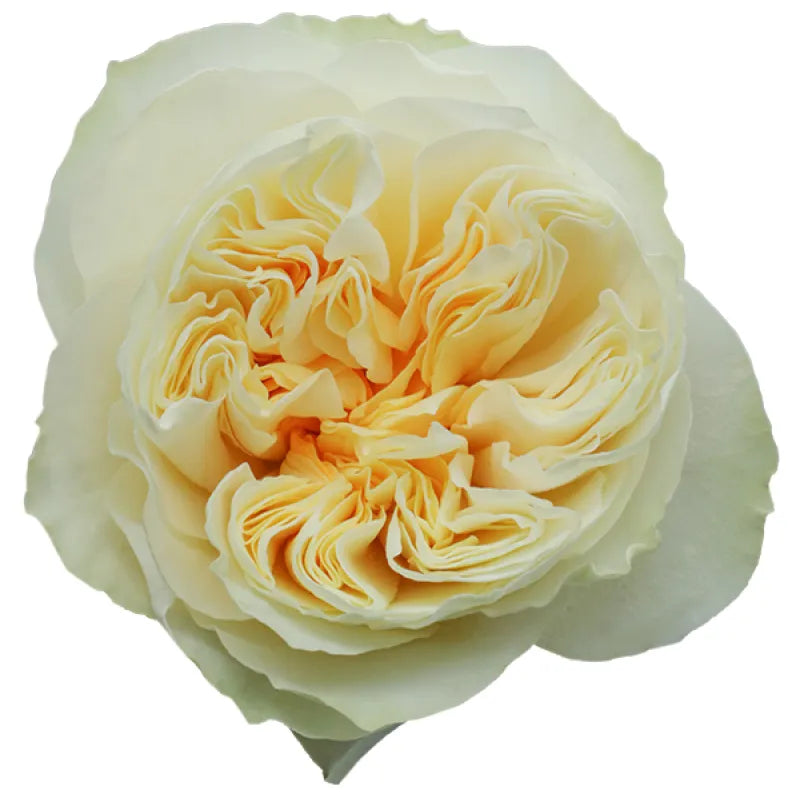 Antonia Gardens Rose