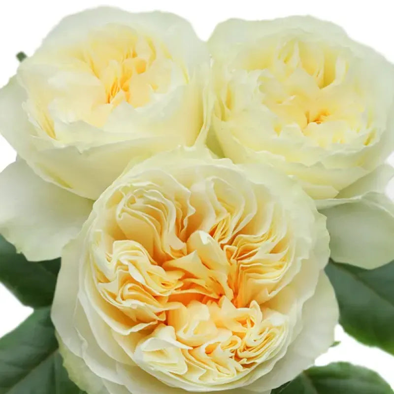 Antonia Gardens Rose