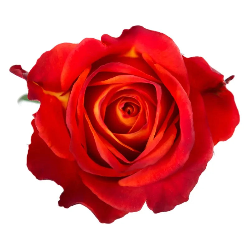 Atomic Rose