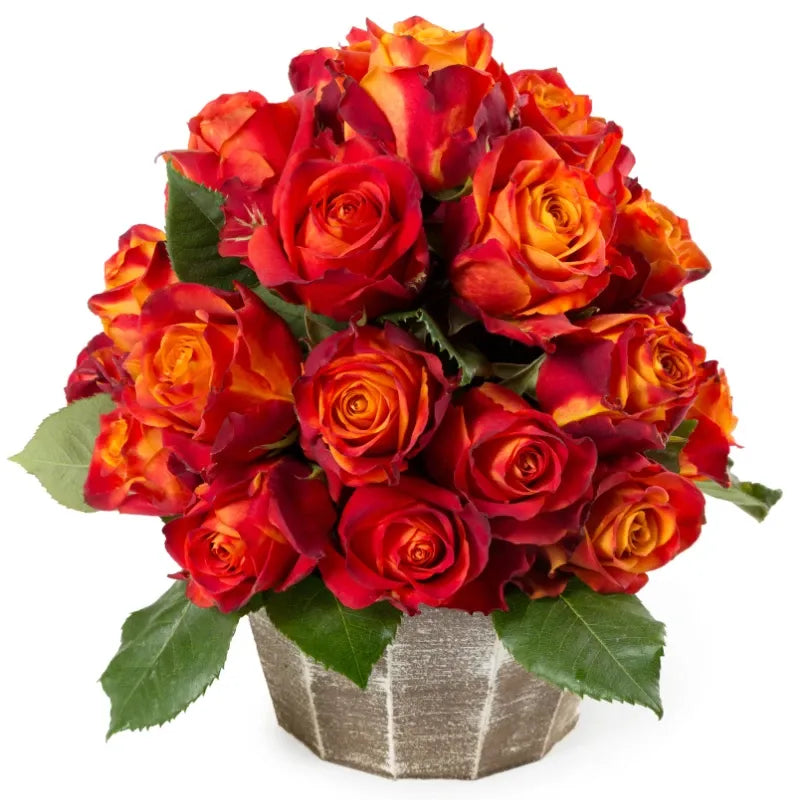 Atomic Rose