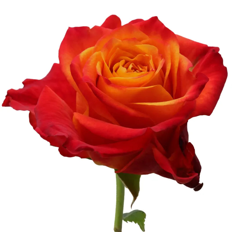 Atomic Rose