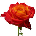 Atomic Rose