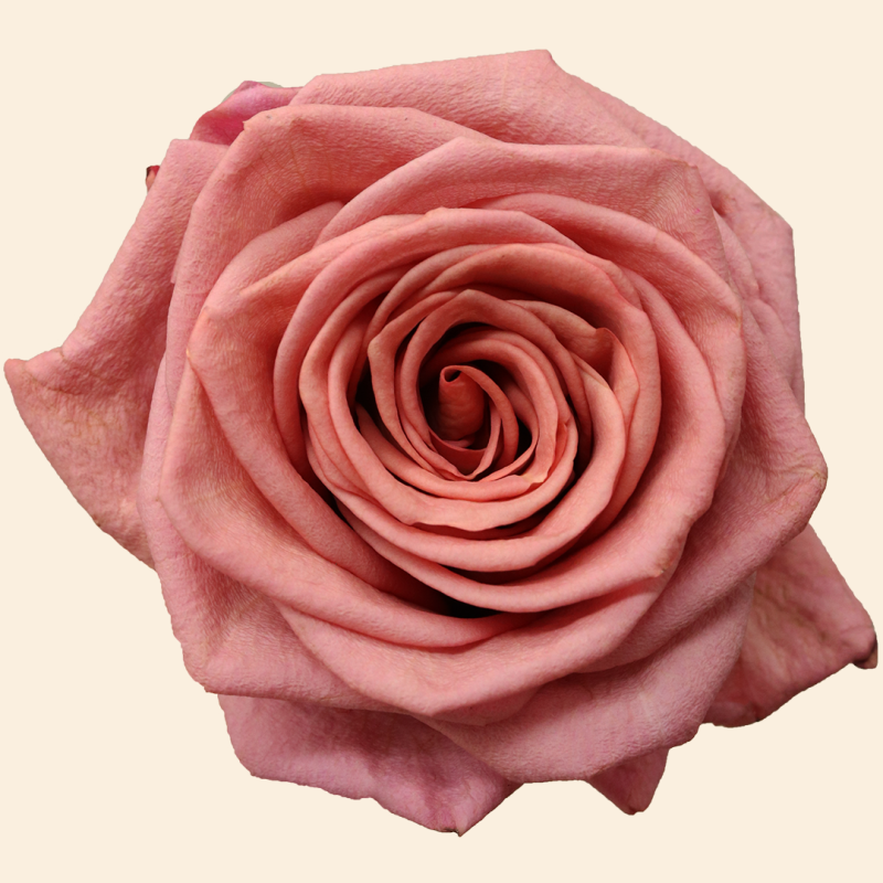 Barista Rose
