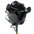 Tinted Black Rose