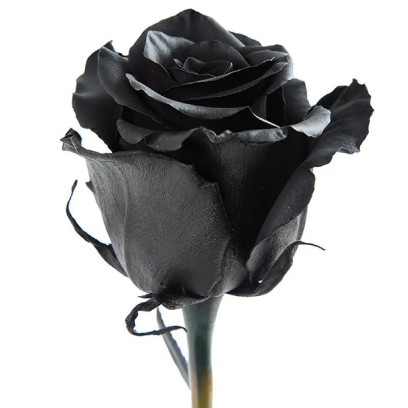 Tinted Black Rose