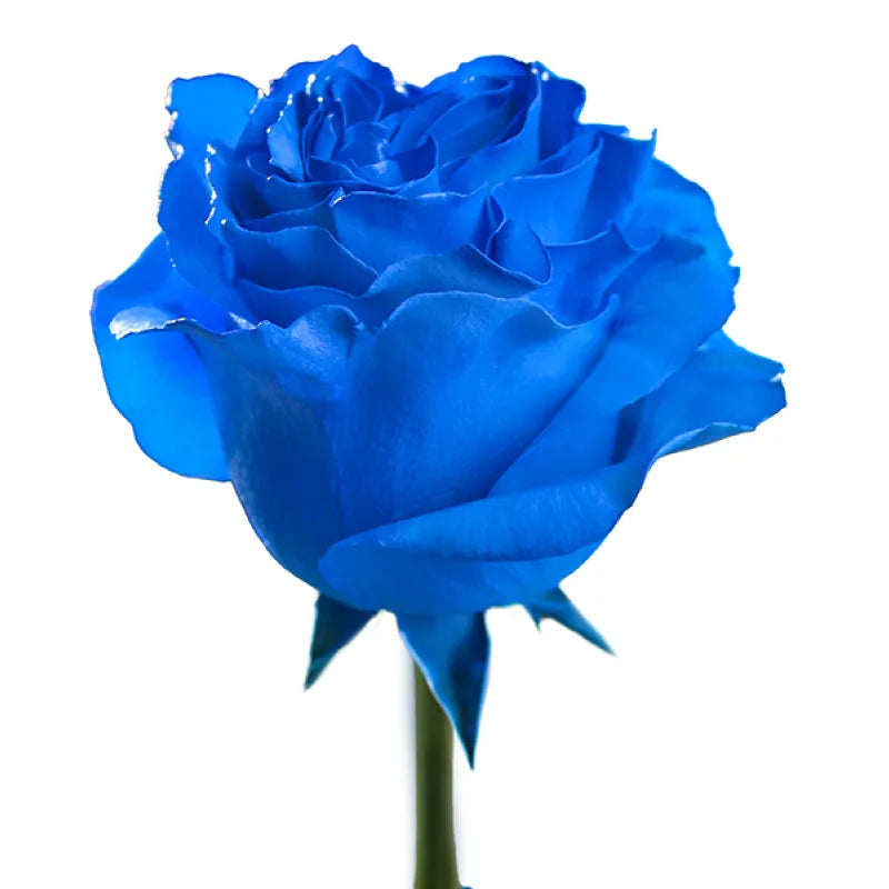 Tinted Blue Rose