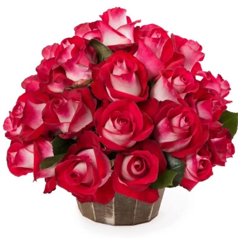 Bluez Rose