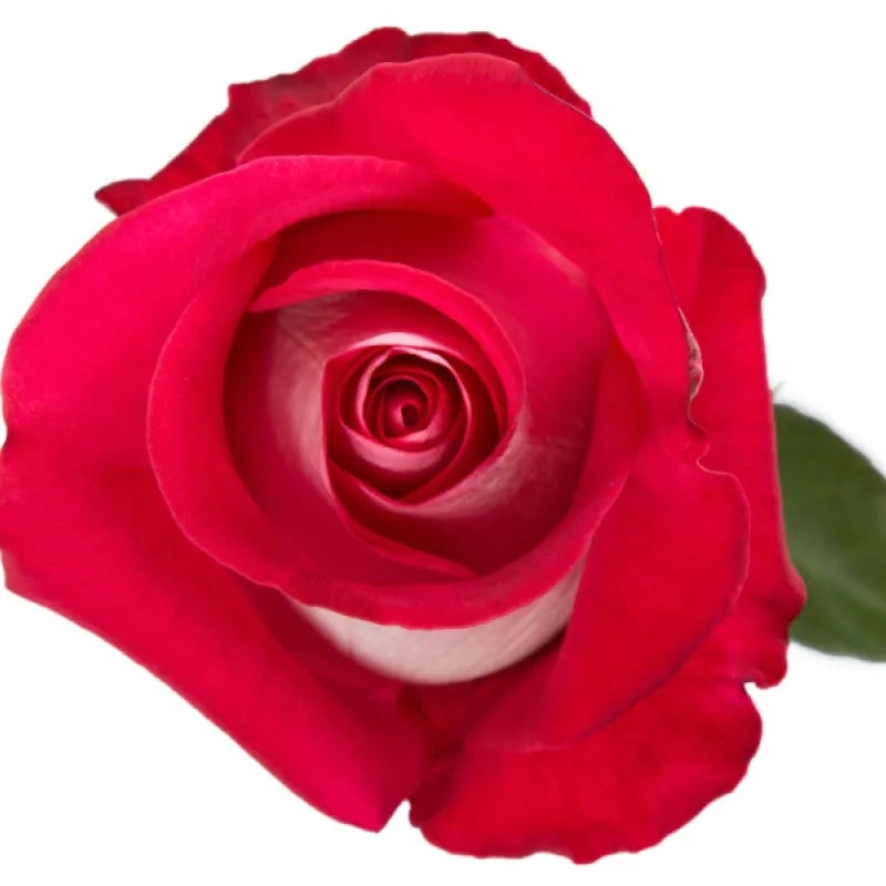 Bluez Rose