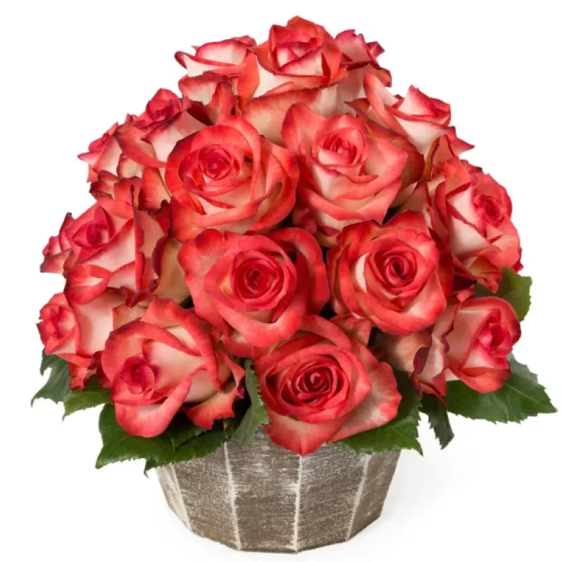 Blush Rose