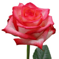 Blush Rose