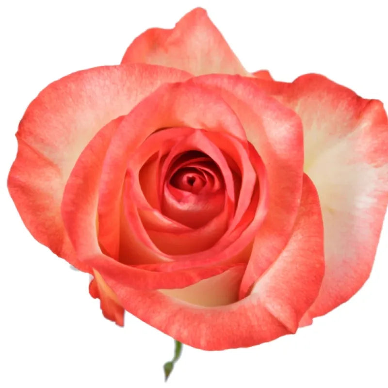 Blush Rose
