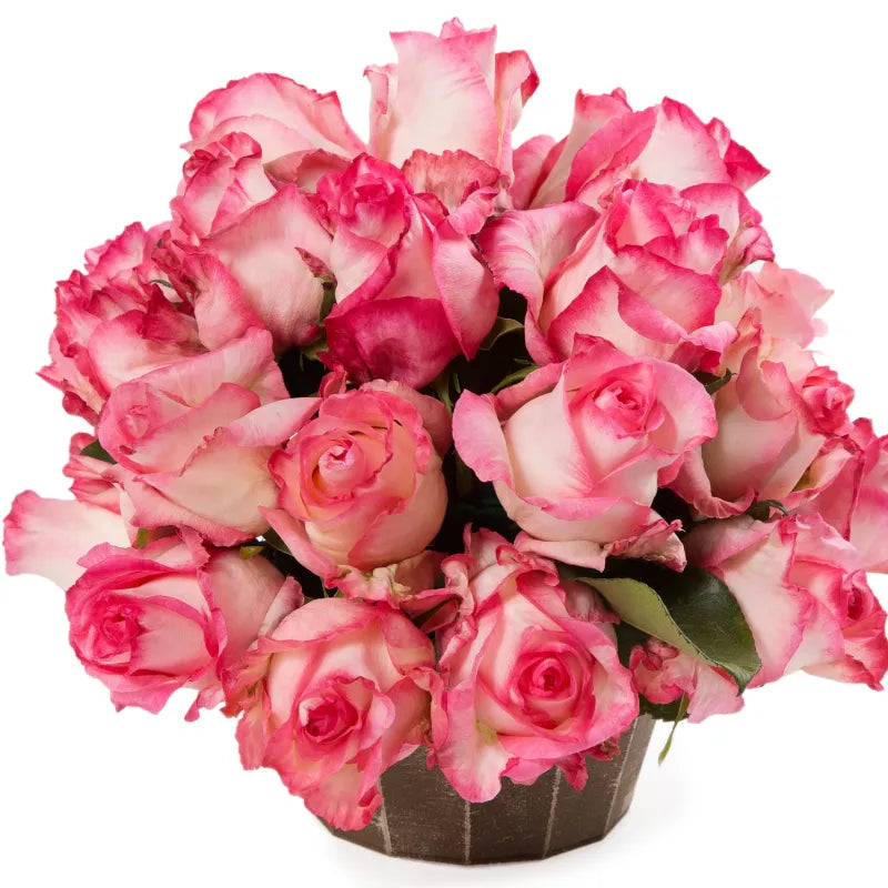 Boulevard Rose