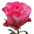 Boulevard Rose