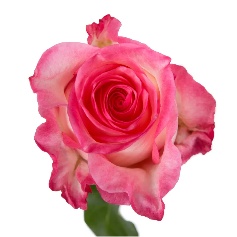 Boulevard Rose