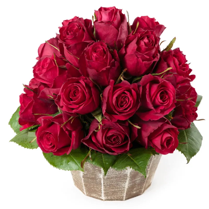 Brave Rose