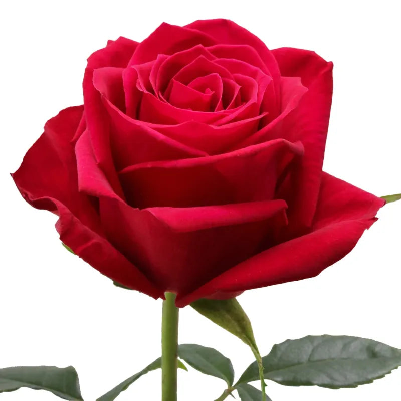 Brave Rose