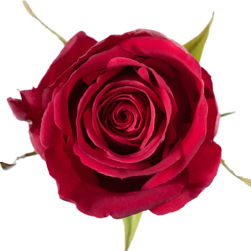 Brave Rose
