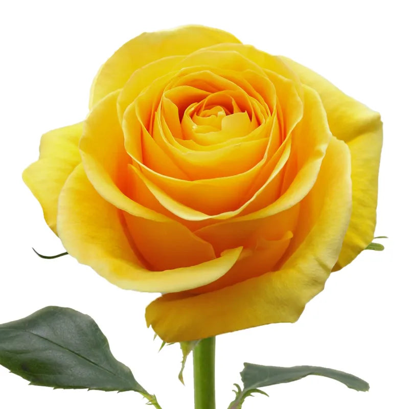 Brighton Rose