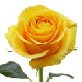 Brighton Rose