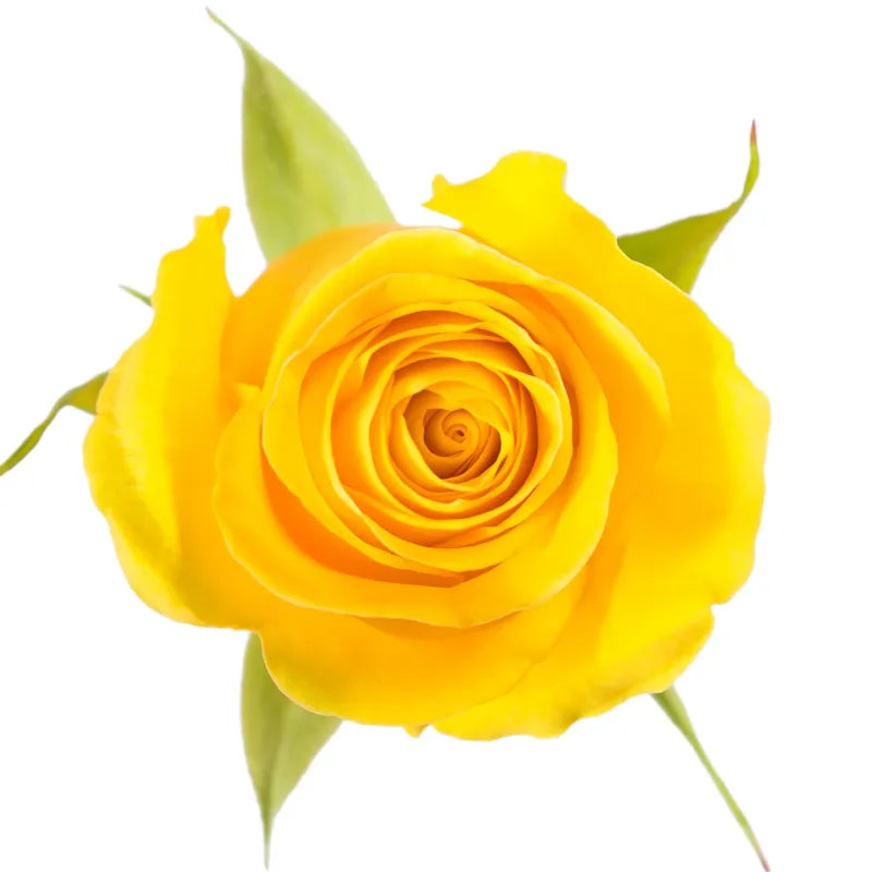 Brighton Rose