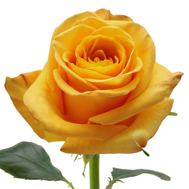 Bumblebee Rose