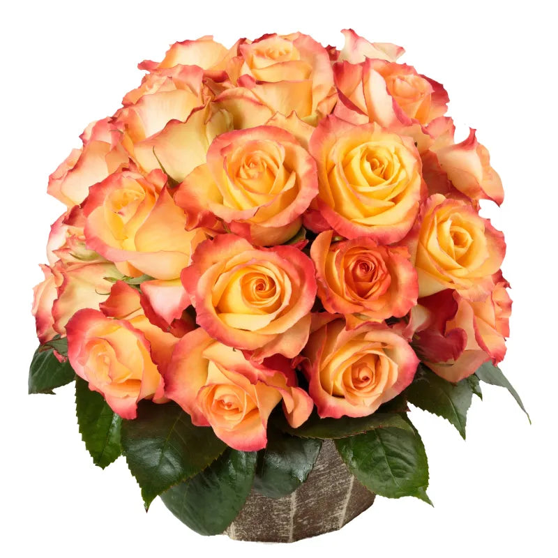 Cabaret Rose
