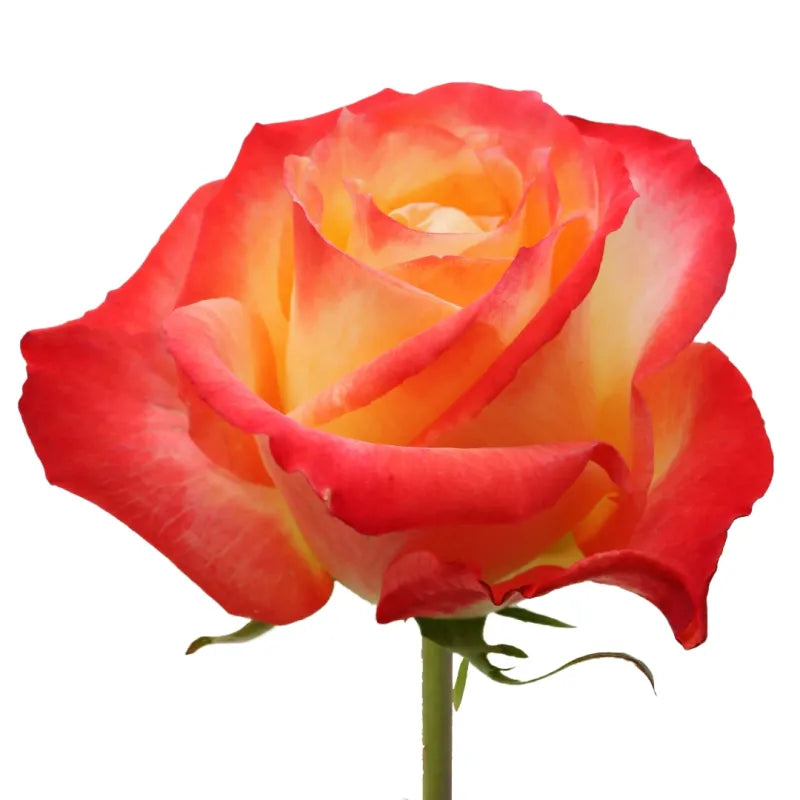 Cabaret Rose