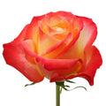Cabaret Rose