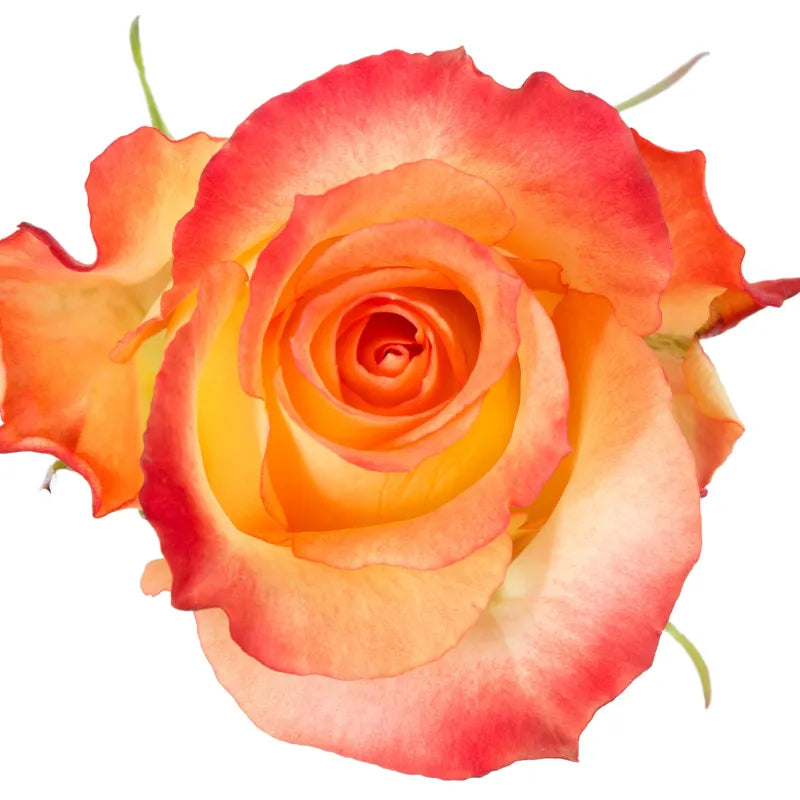 Cabaret Rose