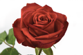 Café Del Mar Rose, wholesale peach roses