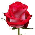 Candy Cane Rose