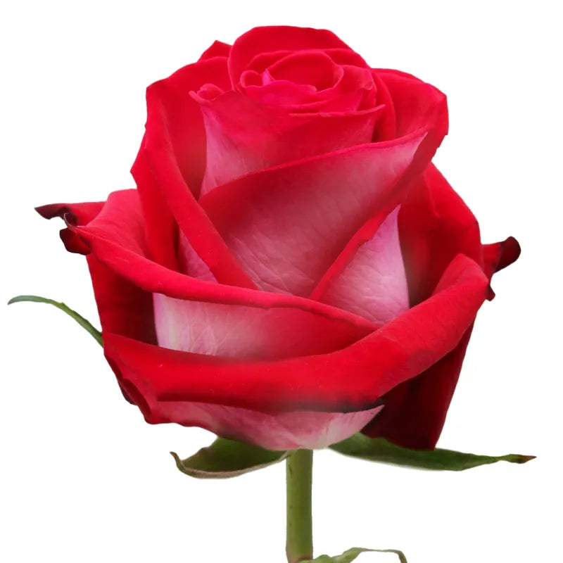 Candy Cane Rose