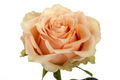 Caramel Macchiato Garden Rose, wholesale bicolor garden roses