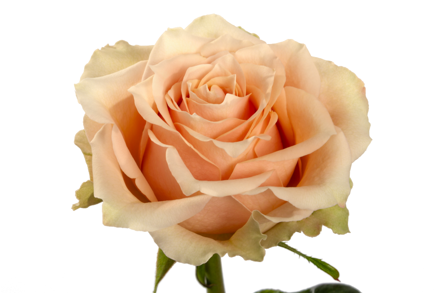 Caramel Macchiato Garden Rose, wholesale bicolor garden roses