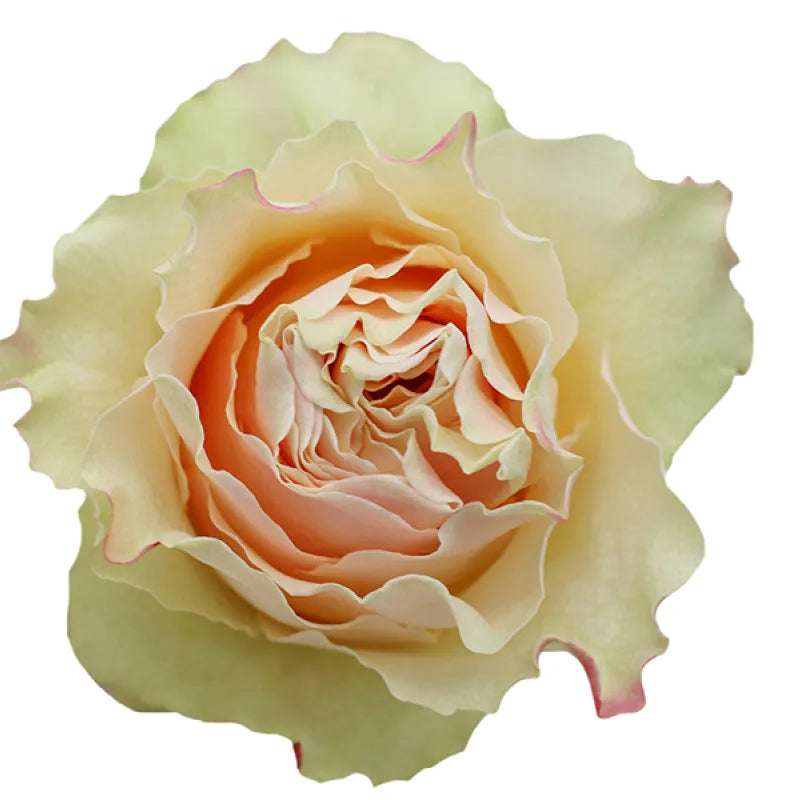 Cream CarpeDiem Rose