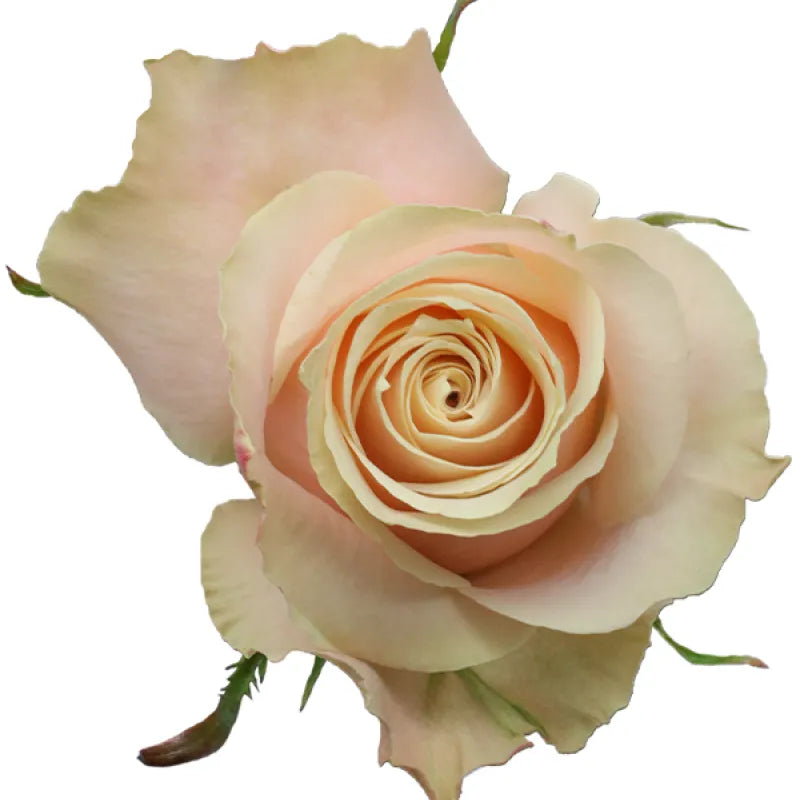 Champagner Rose