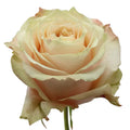 Champagner Rose