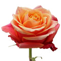 Cherry Brandy Rose