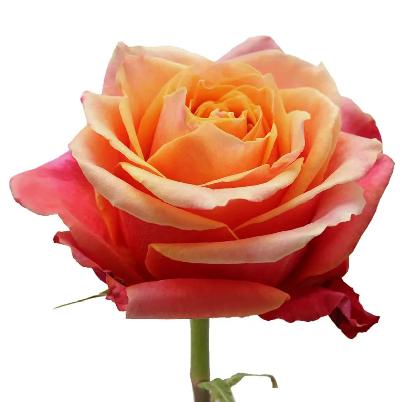 Cherry Brandy Rose