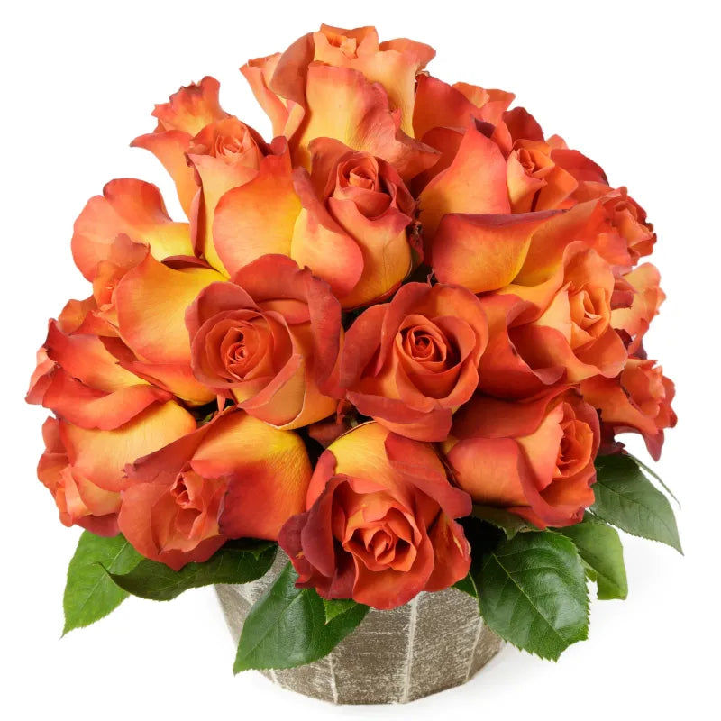 Coffee Break Rose